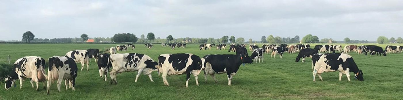 K-Spirine Bolus; positief effect op het welzijn en de mobiliteit van de koe K-Spirine Bolus; positief effect op het welzijn en de mobiliteit van de koe