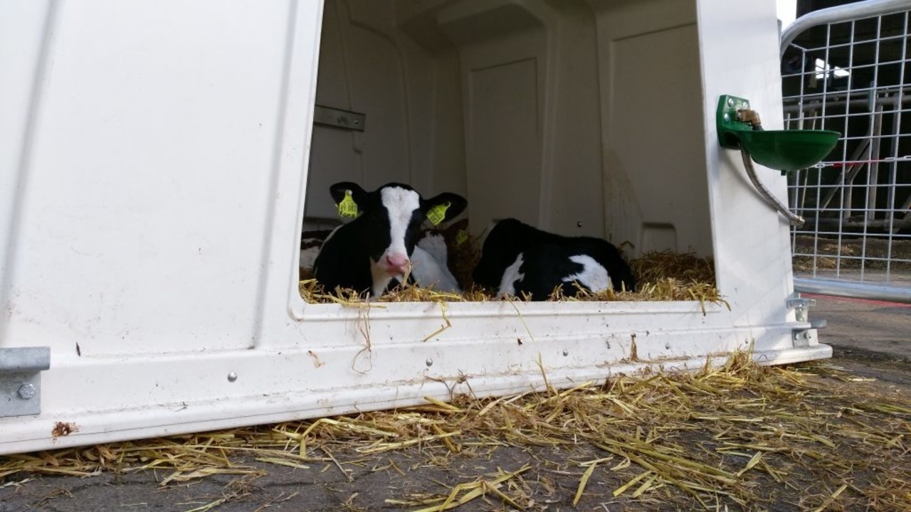 Agri-Plastics Groepshut kalverhut Agri-Plastics Groepshut kalverhut