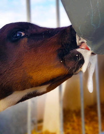 Milk Bar kalverdrinkbak 2 compartimenten