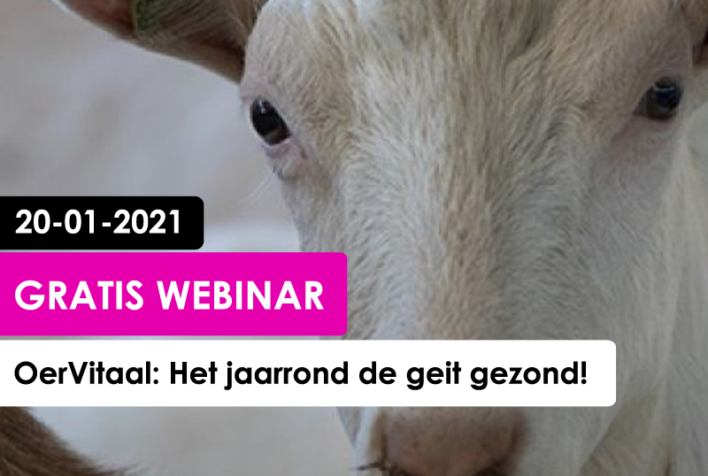 WEBINAR GEIT: OerVitaal, het jaarrond de geit gezond!