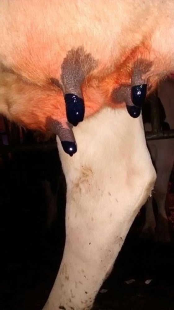 Excellent Maxi Dry Cow Teat Seal 250 ml Excellent Maxi Dry Cow Teat Seal 250 ml