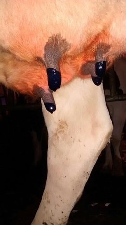 Excellent Maxi Dry Cow Teat Seal 250 ml Excellent Maxi Dry Cow Teat Seal 250 ml