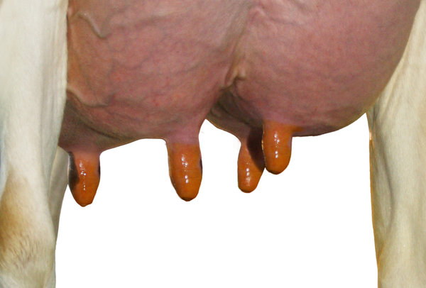 Boviloxx 2-componenten dipmiddel A+B 20 Liter