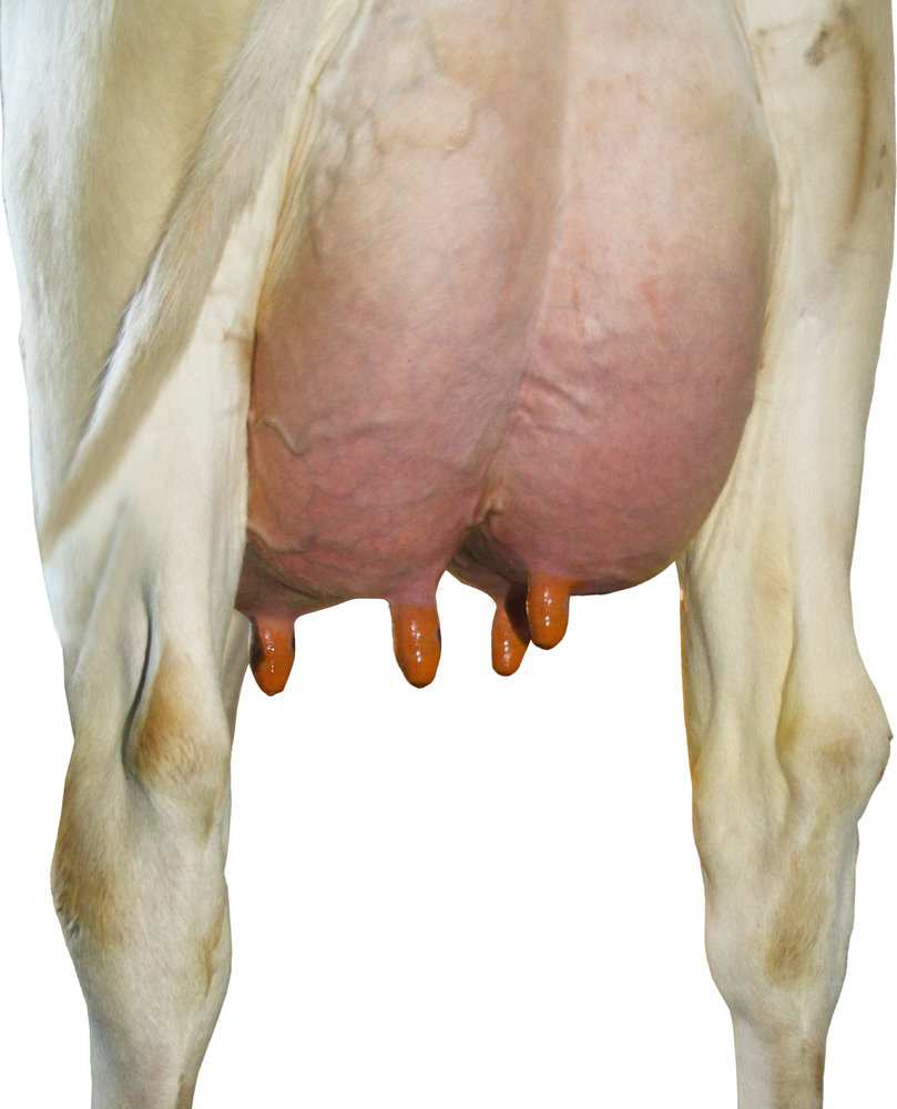 Boviloxx Plus  2-componenten barrier dipmiddel A+B 20 Liter