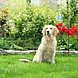 Gallagher Schrikdraadset Tuin 80 cm Gallagher Schrikdraadset Tuin 80 cm