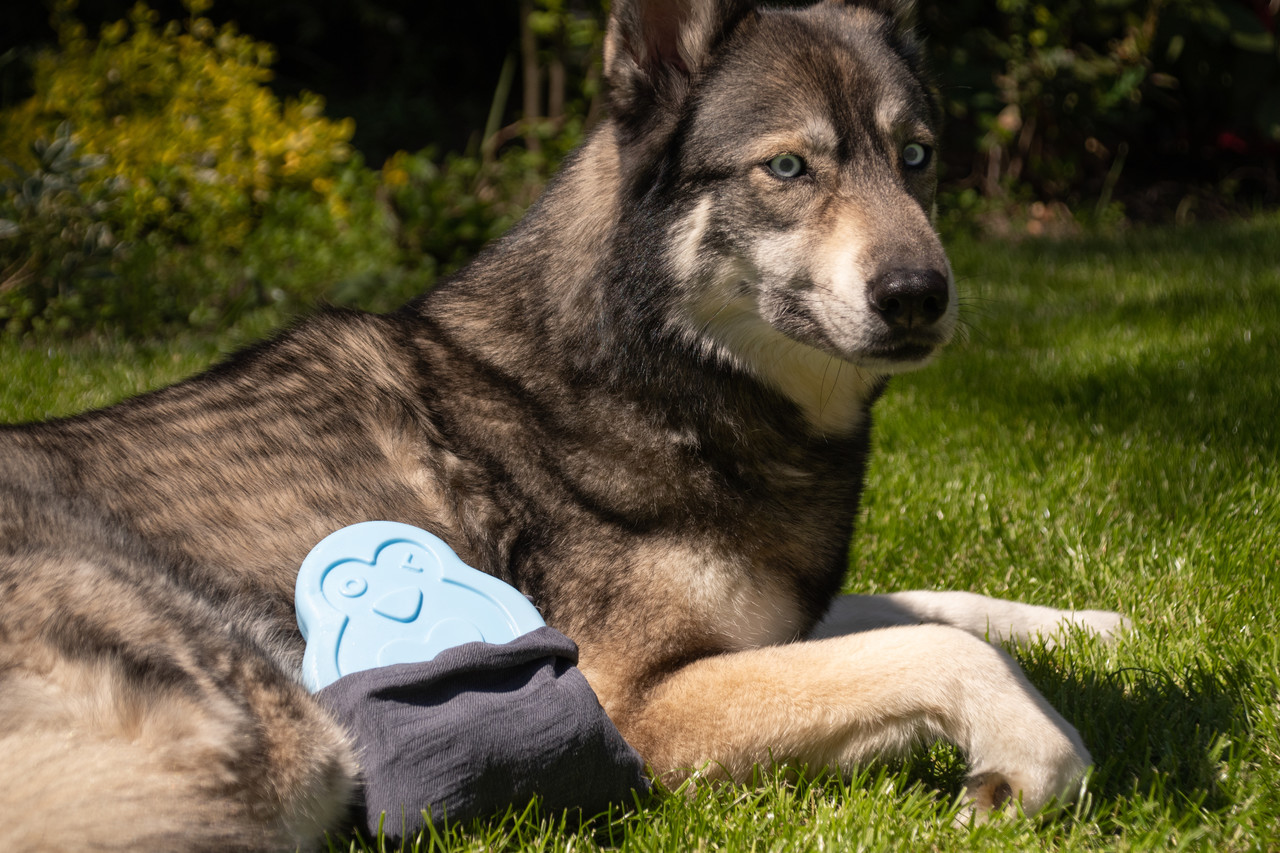 Coolpets Cooling Ice Penguin Coolpets Cooling Ice Penguin