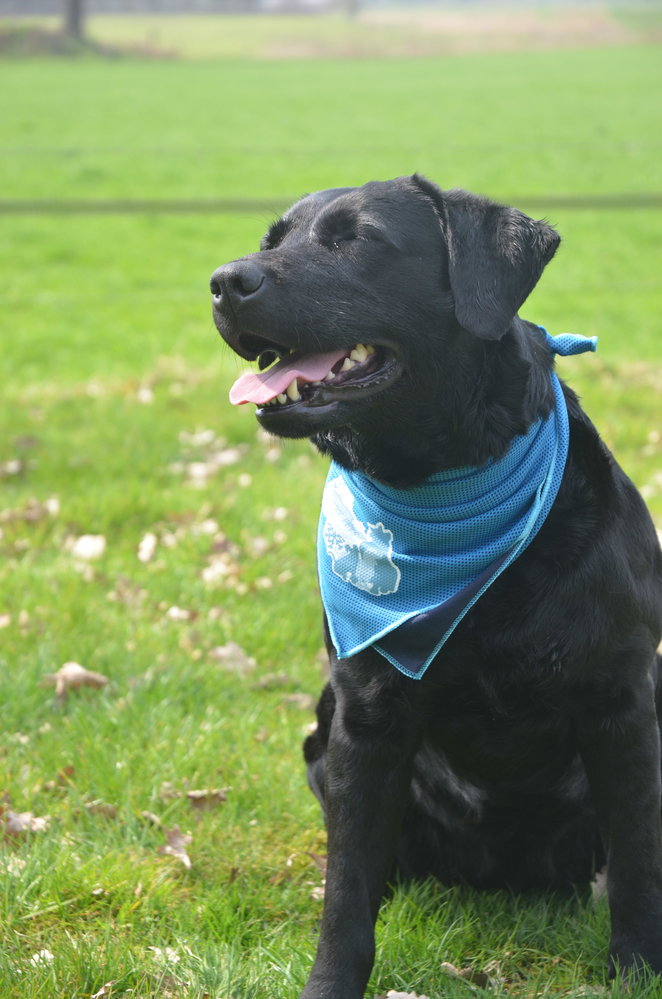 Coolpets Cooling Bandana Coolpets Cooling Bandana