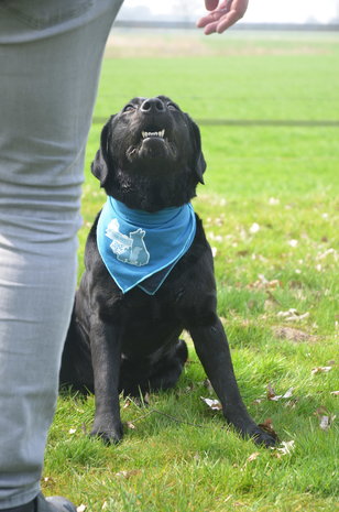 Coolpets Cooling Bandana Coolpets Cooling Bandana