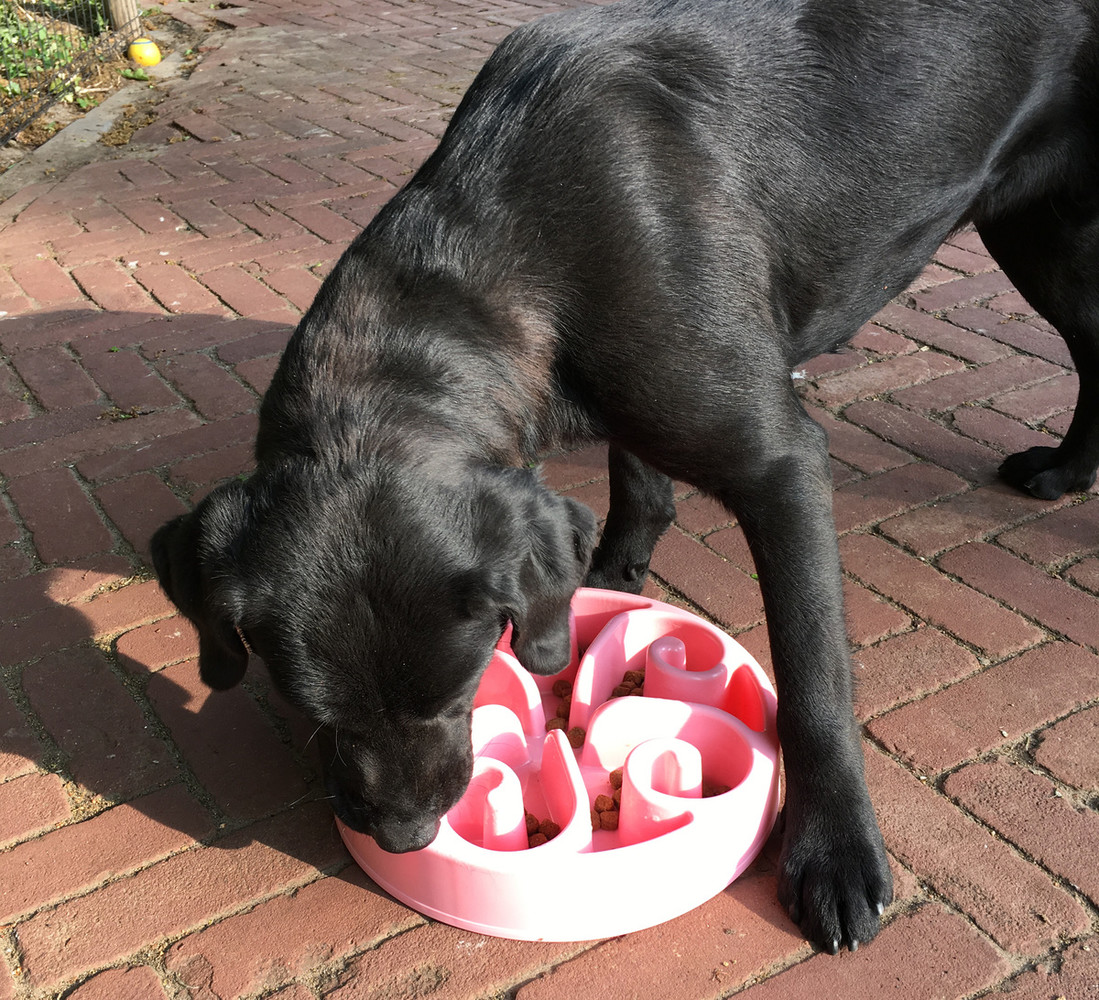 Eat Slow Live Longer Voerbak Groen Eat Slow Live Longer Voerbak Groen