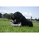 Country Dog Buddy Knuffel Country Dog Buddy Knuffel