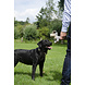 Country Dog Daisy Knuffel Country Dog Daisy Knuffel