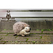 Wild Life Collection Hondenknuffel Egel Wild Life Collection Hondenknuffel Egel