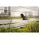 Wild Life Collection Hondenknuffel Raaf Wild Life Collection Hondenknuffel Raaf