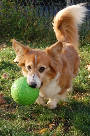 Jolly Pets Honden Voetbal 15 cm Jolly Pets Honden Voetbal 15 cm