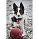 Jolly Pets Speelbal Met Handvat - Rood Jolly Pets Speelbal Met Handvat - Rood
