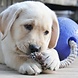 Jolly Pets Speelbal Met Touw - Blauw Jolly Pets Speelbal Met Touw - Blauw