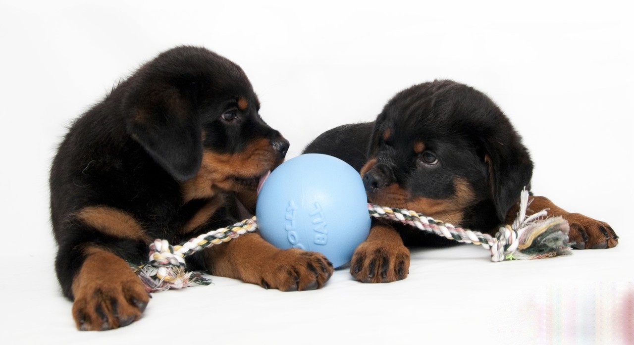 Jolly Pets Speelbal Met Touw - Babyblauw