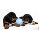 Jolly Pets Speelbal Met Touw - Babyblauw Jolly Pets Speelbal Met Touw - Babyblauw