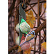 Feather World Vetbollen met Insecten - In Net Feather World Vetbollen met Insecten - In Net
