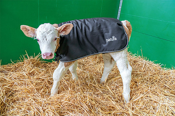 Patura Kalverdek (S/M/L) Patura Kalverdek (S/M/L)