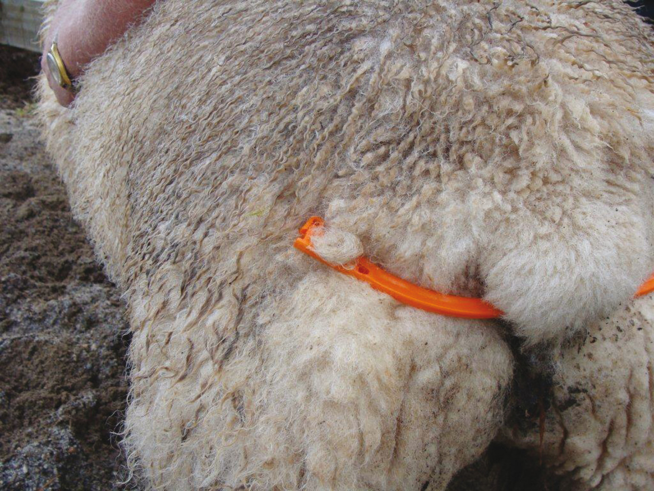 Excellent Lijfbieder voor Schaap met Klem Excellent Lijfbieder voor Schaap met Klem