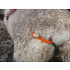 Excellent Lijfbieder voor Schaap met Klem Excellent Lijfbieder voor Schaap met Klem