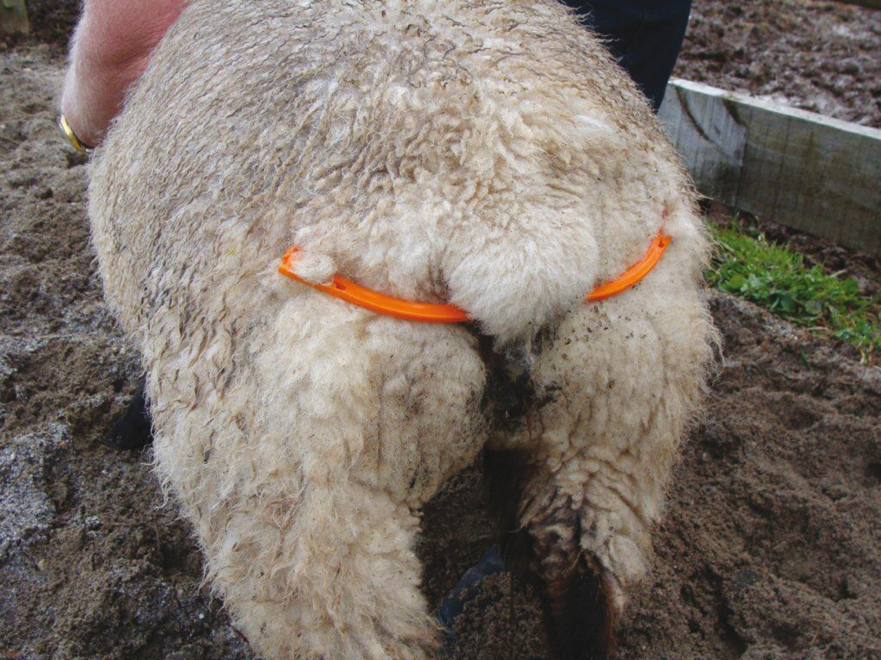 Excellent Lijfbieder voor Schaap met Klem Excellent Lijfbieder voor Schaap met Klem