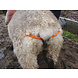 Excellent Lijfbieder voor Schaap met Klem Excellent Lijfbieder voor Schaap met Klem