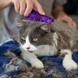 KONG Kattenborstel Zoom Groom KONG Kattenborstel Zoom Groom