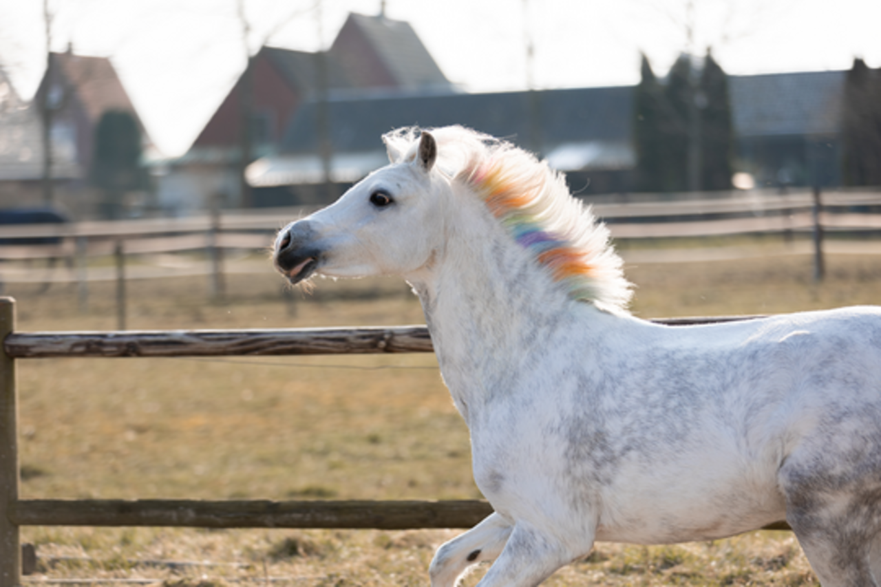 Uitbarsten Middel kas Lucky Horse Unicorn Regenboog Krijt - Agridiscounter