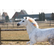 Lucky Horse Unicorn Regenboog Krijt Lucky Horse Unicorn Regenboog Krijt