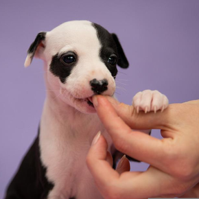 Puppy Voer Puppy Voer