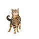Royal Canin Appetite Control Care Royal Canin Appetite Control Care