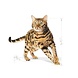 Royal Canin Bengal Adult Royal Canin Bengal Adult