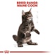 Royal Canin Maine Coon Kitten Royal Canin Maine Coon Kitten