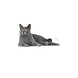 Royal Canin Oral Care Royal Canin Oral Care