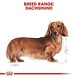 Royal Canin Dachshund Adult Royal Canin Dachshund Adult