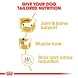 Royal Canin Dachshund Adult Royal Canin Dachshund Adult