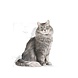 Royal Canin Sensible 33 Royal Canin Sensible 33