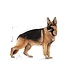 Royal Canin Maxi Adult Wet 10 x 140 gram Royal Canin Maxi Adult Wet 10 x 140 gram