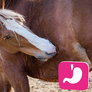 Orgaanondersteuning van het paard