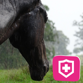 Weerstand Paard Weerstand Paard