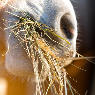 Ruwvoer voor paarden