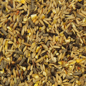 Paarden Granen Paarden Granen