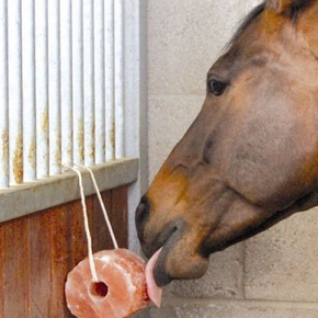 Paarden Likstenen Paarden Likstenen