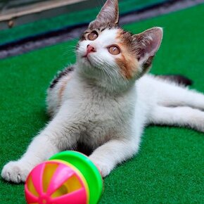 Overig Kattenspeelgoed Overig Kattenspeelgoed