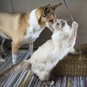 Interactief Speelgoed Interactief Speelgoed