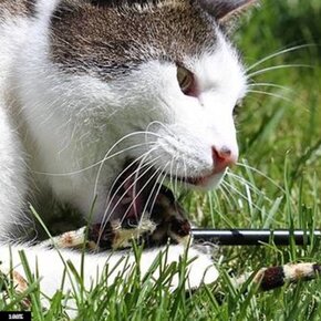 Speelhengels Speelhengels