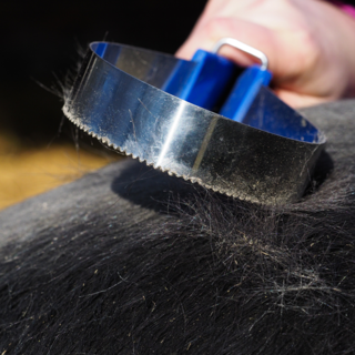 Zweetmessen voor je paard