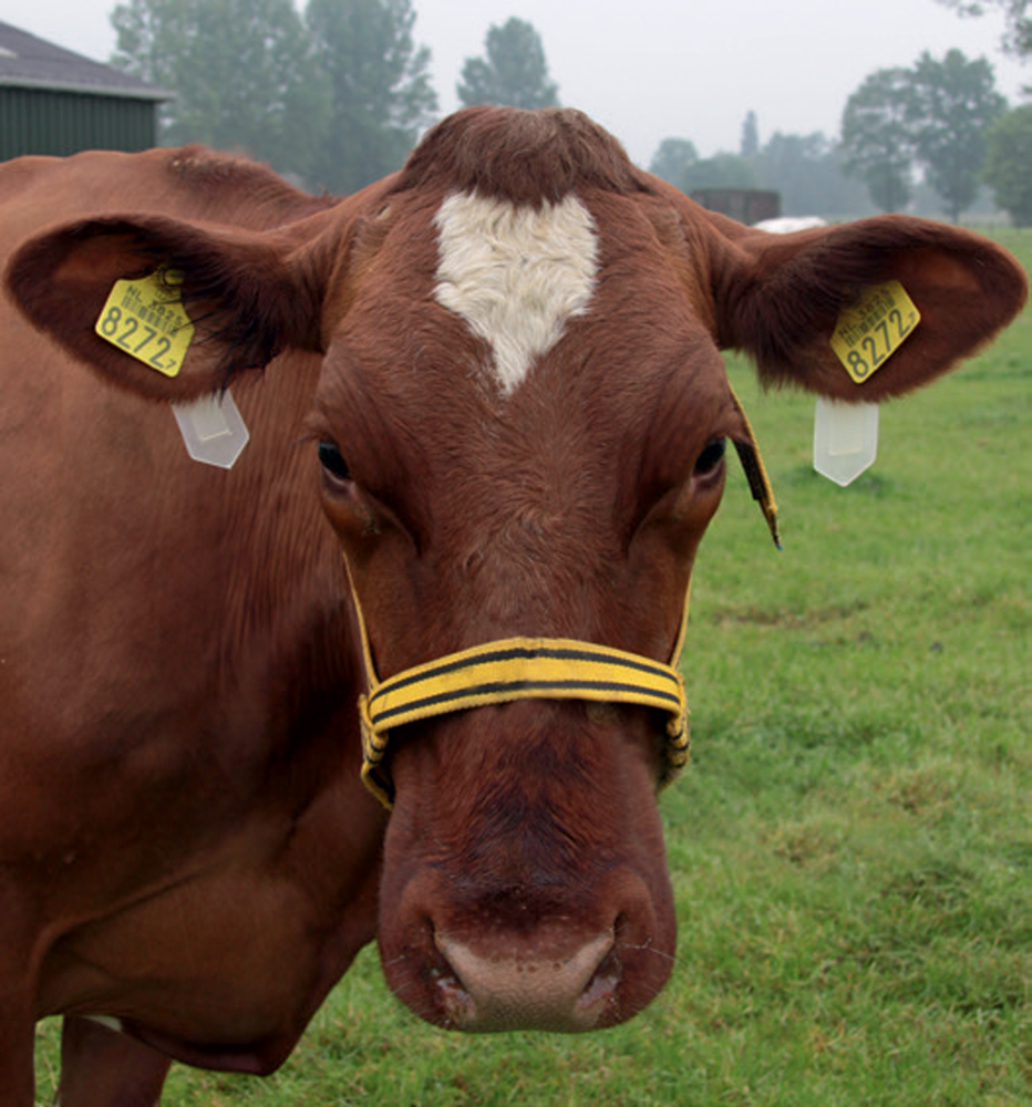 Virbac Auriplak Vliegenoormerk 10 stuks Virbac Auriplak Vliegenoormerk 10 stuks